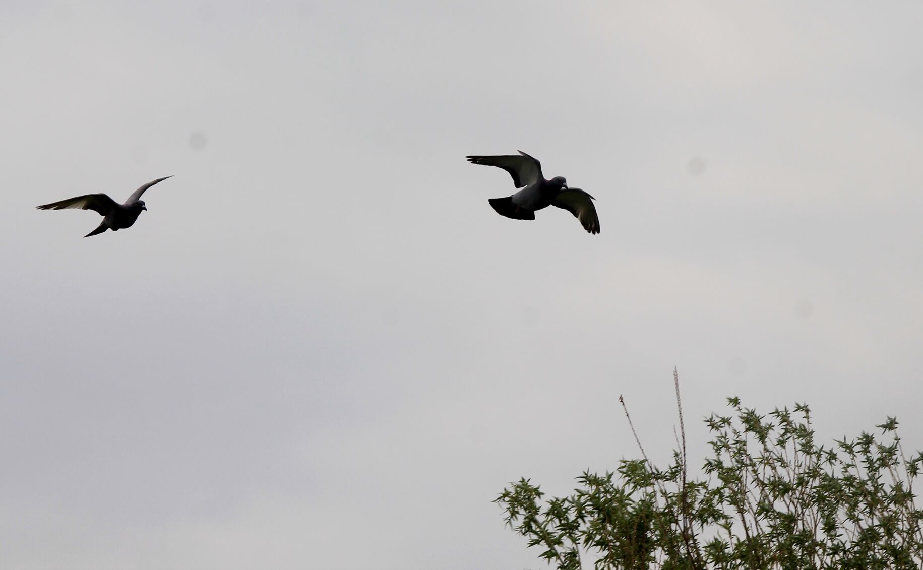 birds come home